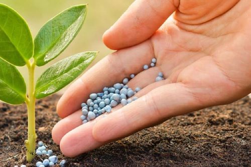 Giá bán phục hồi, doanh nghiệp ngành phân bón chờ cơ hội chuyển mình trong năm 2024