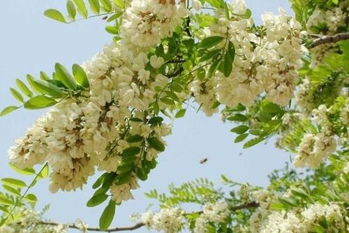Cây hoa hòe chữa bệnh gì?