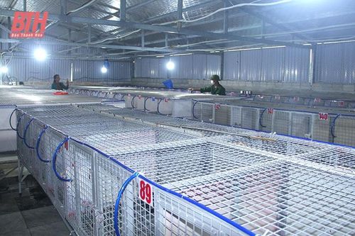 Mở hướng phát triển con nuôi siêu lợi nhuận