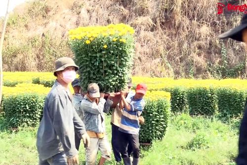Những người 'bốc xếp hương thơm' ngày Tết
