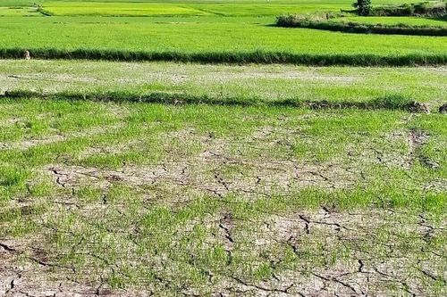 Gia Lai: Tăng cường thực hiện các giải pháp phòng, chống hạn hán, thiếu nước