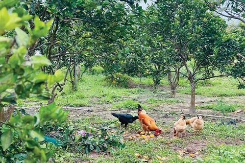 'Lỗi' ở cả khâu quản lý và sức cạnh tranh