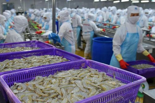 Thực phẩm Sao Ta (FMC): Xuất khẩu tôm bứt phá, doanh thu tháng 1/2024 tăng 26%