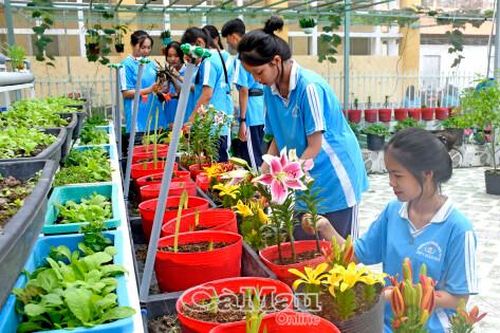 Tết trồng cây nhớ Bác