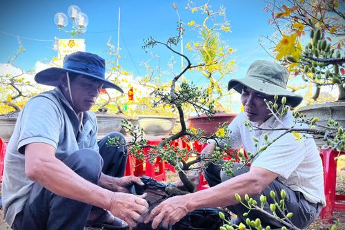 Người trồng mai Bình Định: Cận Tết vẫn thấp thỏm chờ khách, mong lấy lại vốn