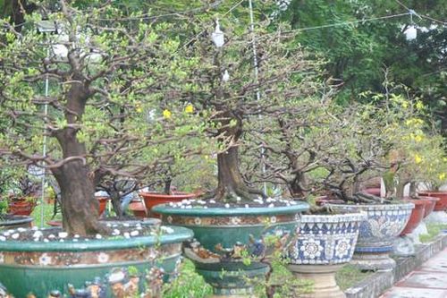 Chợ hoa nhộn nhịp, chợ lá dong đìu hiu những ngày cận Tết
