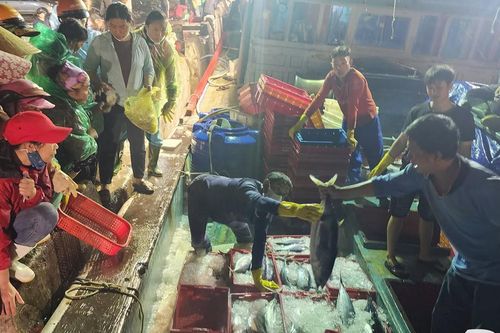 Kẻ bán người mua tại cảng cá Nhật Lệ ngày giáp Tết
