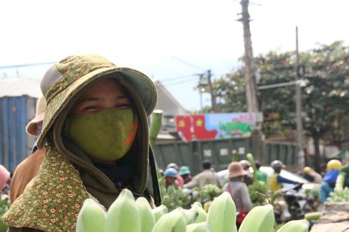Quang cảnh 'thủ phủ chuối' ở Quảng Trị dịp giáp Tết