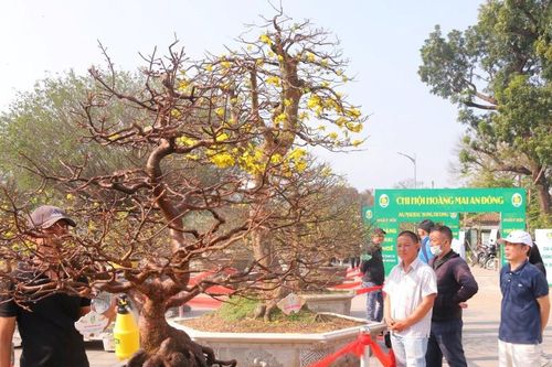 Hàng trăm cây mai 'khủng' hội tụ về Huế dịp Tết Nguyên đán