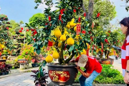 Hạ giá hoa kiểng để 'đẩy' hàng sớm