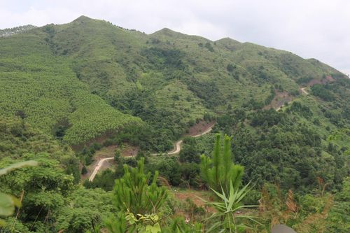 Sinh kế bền vững từ rừng thông biên giới