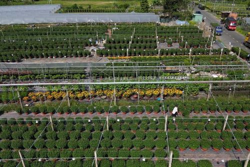 Làng hoa lớn nhất Đà Nẵng tất bật những ngày cận Tết