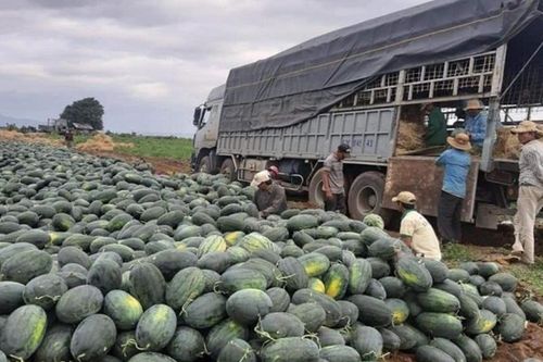 Xuất khẩu nông lâm thủy sản: Tăng tốc gần 80% ngay trong tháng đầu tiên của năm