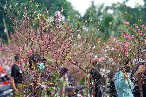 Đào quất 'ê hề', tiểu thương quyết không hạ giá dù sức mua kém