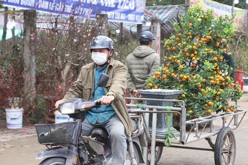 Xe ôm 'chạy show' chở đào, quất thu tiền triệu ngày giáp Tết