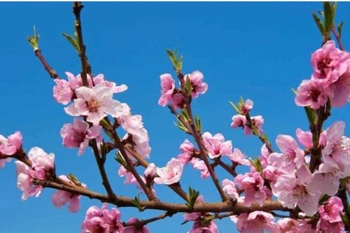 Quan chức ngoại giao các nước chúc Tết người dân Việt Nam