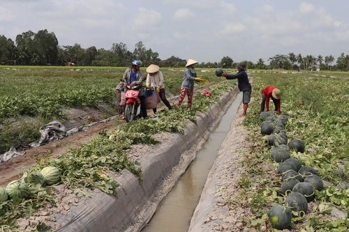 Tiền Giang: Các nhà vườn phấn khởi với mùa nông sản, trái cây phục vụ Tết