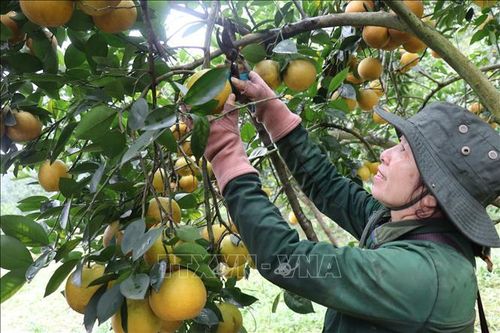 Đặc sản cam giòn Thượng Lộc 'cháy hàng' dịp Tết