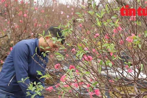 Thời tiết nắng ấm khiến hoa đào bung nở sớm, tiểu thương mong bán nhanh để về ăn Tết