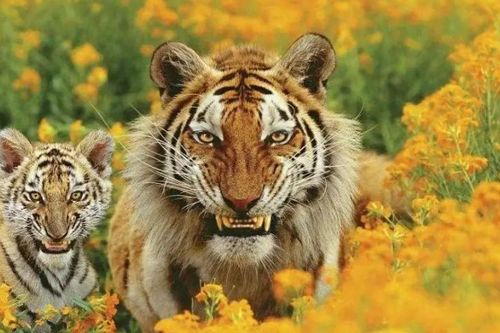 Quốc gia nào có nhiều hổ nhất trên thế giới? Số lượng bằng một nửa toàn cầu