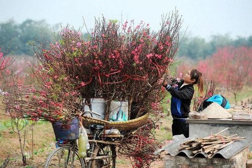 Cách giữ cành đào tươi lâu trong dịp Tết