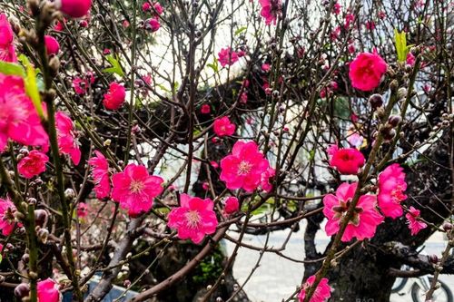 Đào cổ Nhật Tân đẹp như tranh 'hút' khách thuê trưng Tết