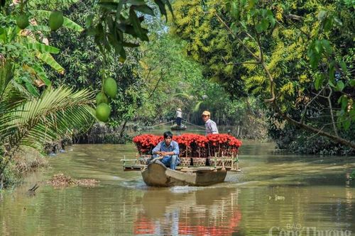 Cần Thơ rực rỡ sắc màu hoa Tết