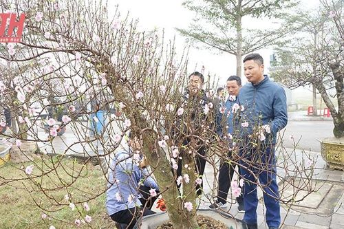Trẩy hội hoa đào Triệu Sơn
