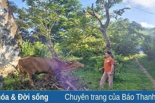 Hiệu quả từ các mô hình giảm nghèo tại Thạch Thành