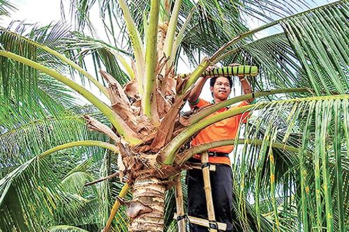 Trồng dừa hữu cơ, Trà Vinh giảm phát thải khí