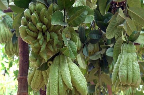 Làng phật thủ ven đô nhộn nhịp ngày cận Tết