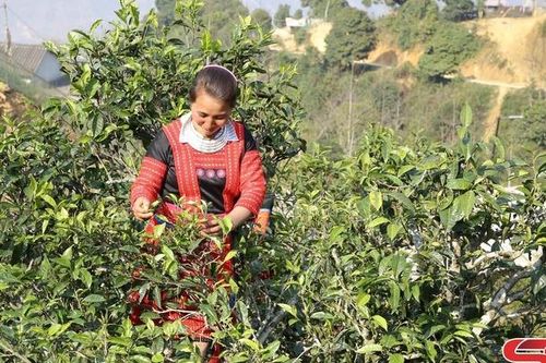 Bắc Yên chú trọng phát triển kinh tế nông nghiệp