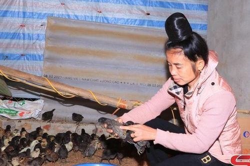 Hiệu quả từ mô hình nuôi gà đen