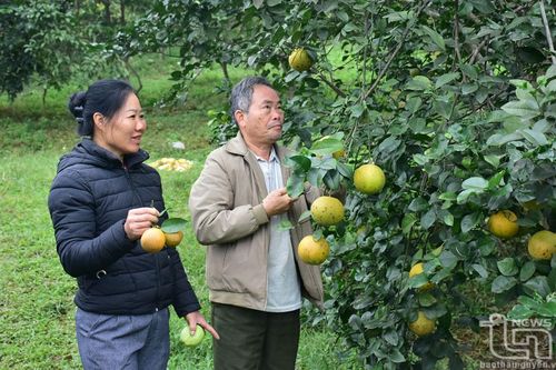 Chuyện làm giàu của lão nông U70