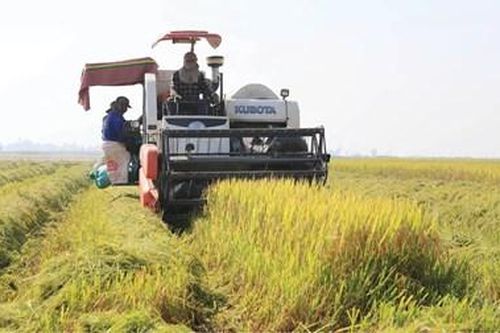Trồng lúa hữu cơ dễ mà khó