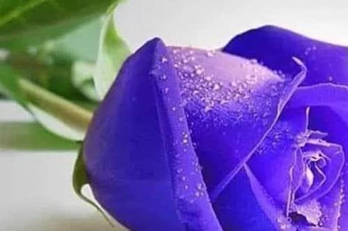 Lười lấy vợ, lấy chồng ?