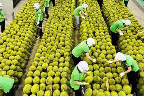 Doanh nghiệp xuất khẩu nông sản vào EU cần thực hiện tốt quy định dư lượng thuốc bảo vệ thực vật