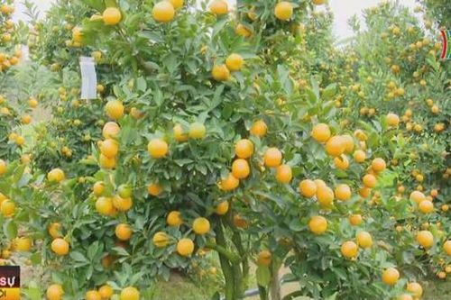 Người trồng đào, quất Đan Phượng đã yên tâm có Tết