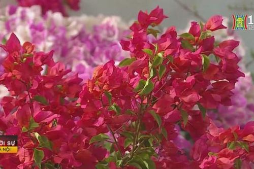 Nhộn nhịp chợ hoa 'Trên bến dưới thuyền'