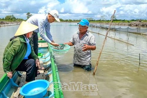 Khá giả nhờ sò huyết