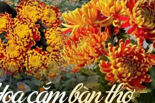 Bật mí cách chọn mua loài hoa cúc được ưa chuộng trên bàn thờ ngày Tết