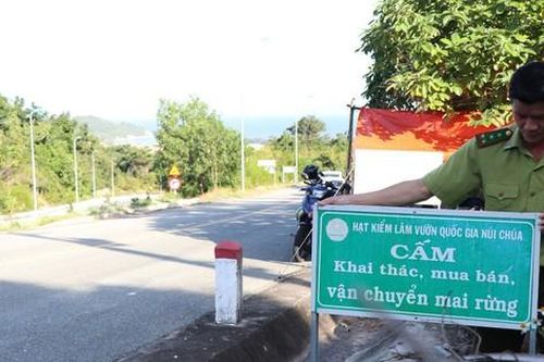 Ngày đêm canh gác kẻ trộm mai rừng về chơi Tết