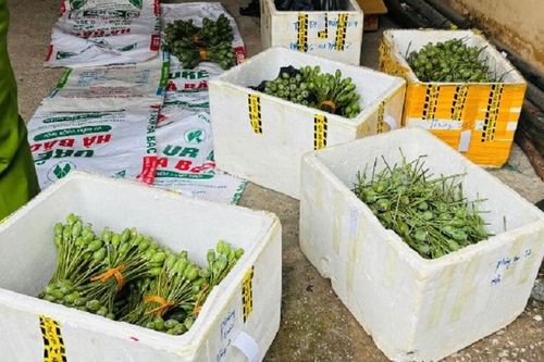 Phát hiện người phụ nữ giấu hơn 50kg ma túy tươi trong nhà