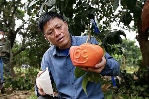 Cây, quả 'độc, lạ' hút khách