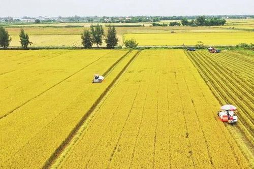 ĐBSCL triển khai đề án 1 triệu ha lúa chất lượng cao