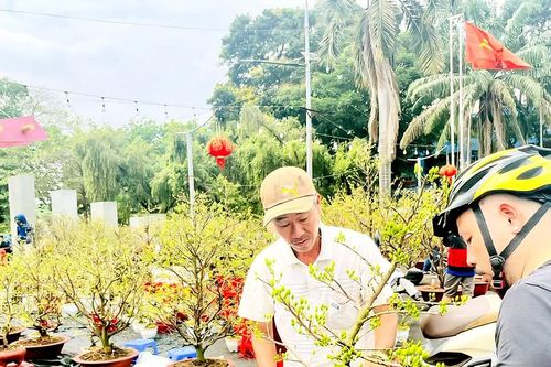 Mai vàng chậu nhỏ hút khách