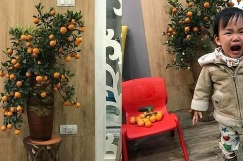 Phụ huynh tan nát cõi lòng vì cây quất chưa kịp chơi Tết đã 'toang'