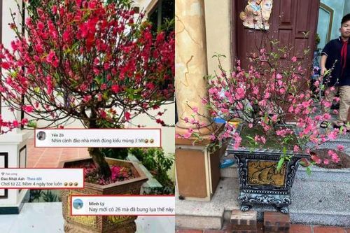 'Kiếp nạn' hoa Tết 2024: Nở bung bét, gia chủ đứng ngồi khó yên