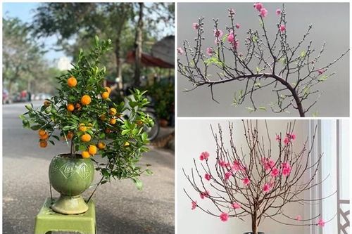 Đào, quất mini bất ngờ 'đắt như tôm tươi' ngày cận Tết