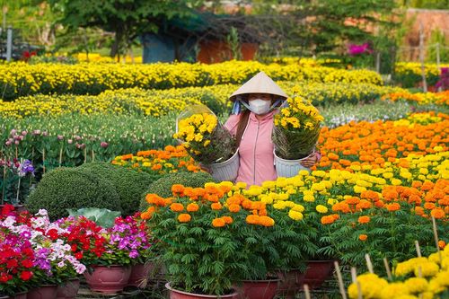 Làng hoa trăm tuổi tại Cần Thơ rực rỡ khoe sắc